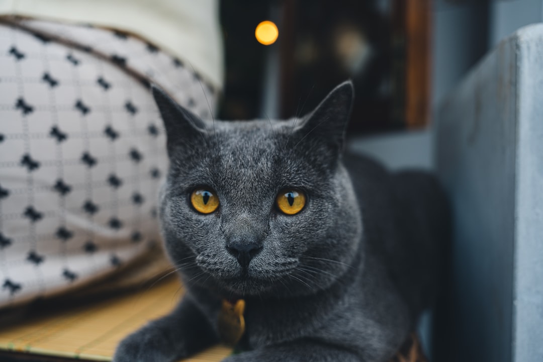 Katzenminze: Die besondere Pflanze für Katzen und Menschen